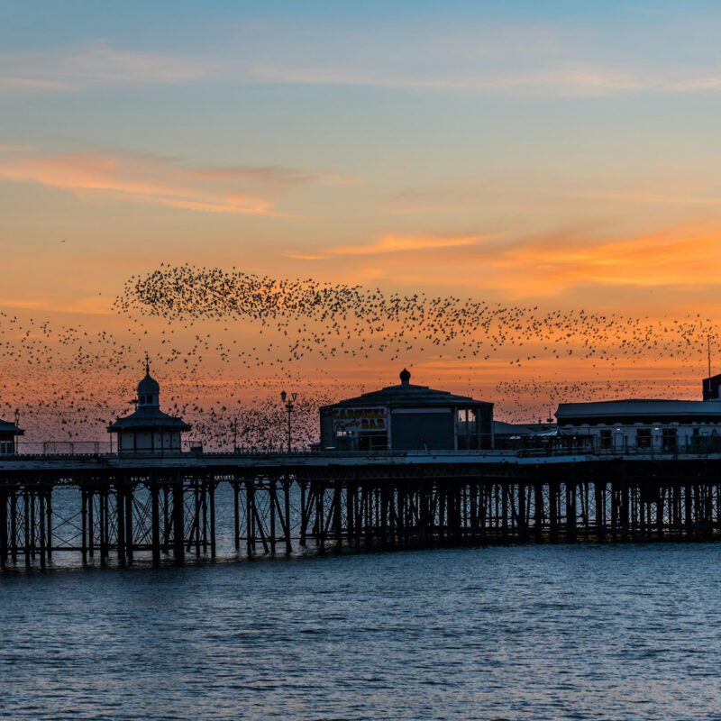 A sunset view of a pier with birds