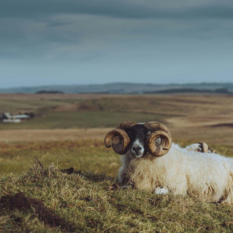 Ram in a Cumberland field