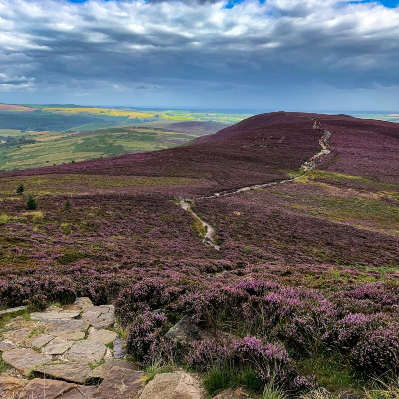 purple heather in the Simonside hills, Northumberland National Park